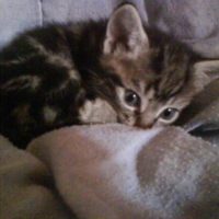 Ma crevette