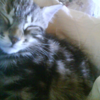 Photo #196281 de Mounette