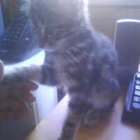 Photo #196283 de Mounette