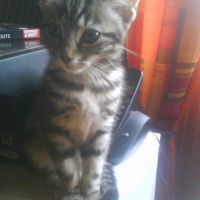 Photo #196285 de Mounette