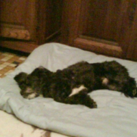 Photo #196309 de Gamin