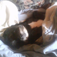 Photo #196310 de Gamin