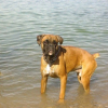 Diesel