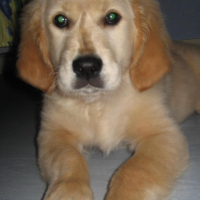 Photo #196355 de Croquette