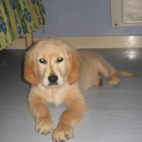 Photo #196356 de Croquette