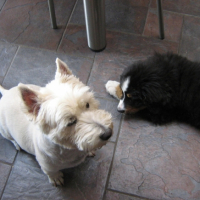 Photo #196399 de Oscar