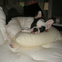 Photo #196451 de Simon