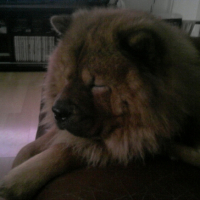 Photo #196471 de Benji