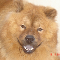 Photo #196475 de Benji