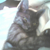 Photo #196489 de Luna