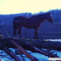 Photo #196566 de Armor corveraine