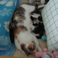Photo #196583 de Romance