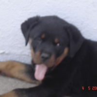 Photo #196654 de Demon