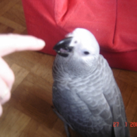 Photo #196656 de Dino