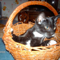 Photo #196660 de Pacha