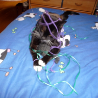 Photo #196665 de Pacha