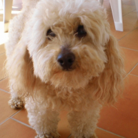 Photo #196668 de Lari