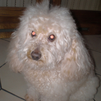 Photo #196676 de Lari