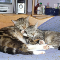 Photo #196678 de Sacha