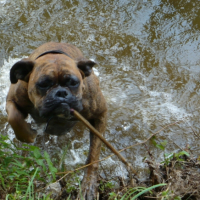 Photo #196695 de Roff