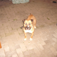 Photo #196718 de Boss