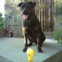 Photo #196738 de Brasil