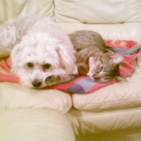 Photo #196743 de Tigresse