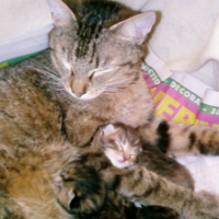 Photo #196747 de Tigresse