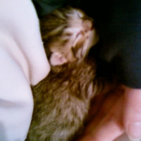 Photo #196753 de Tigresse