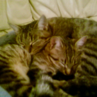 Photo #196755 de Tigresse