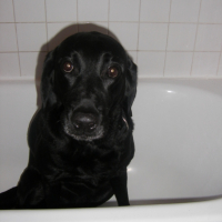 Dans le bain