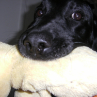teo avec son canard