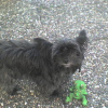 avc la grenouille hihi kl chipie
