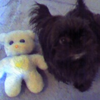 Photo #196808 de Noisette
