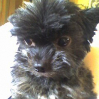 Photo #196809 de Noisette