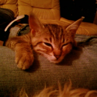 Photo #196812 de Niizy