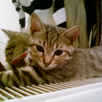 Photo #196817 de Niizy