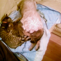 Photo #196838 de Niizy