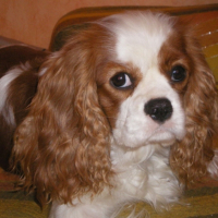 Photo #196849 de Daisy