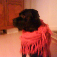 Photo #196973 de Gribouille