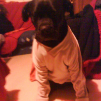 Photo #196987 de Gribouille