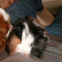 Photo #197106 de Fiona