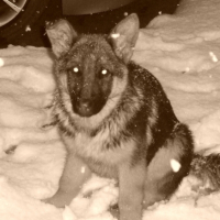 Photo #197137 de Dyor