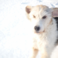 Photo #197165 de Holly