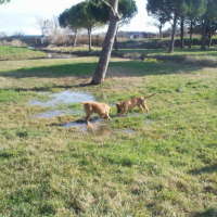 Photo #197188 de Dino