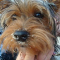 Photo #197195 de Daisy