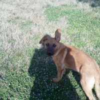 Photo #197198 de Dino