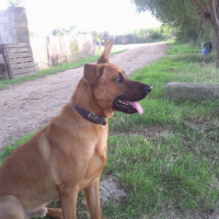 Photo #197203 de Dino