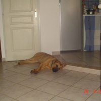 Photo #197211 de Dino