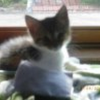Photo #197212 de Mirabelle
